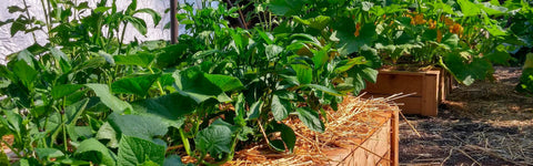 Duurzaam tuinieren met Stihl Tuingereedschap