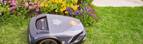 Gazononderhoud in de lente: jouw start naar een bloeiend voorjaar